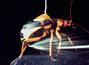 Example of a type of bombardier beetle different from Metrius contractus spraying its jets. Image published by Berenbaum (2011).