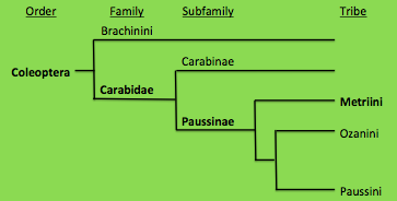 Family tree with the Metrius contractus groups in bold text. Image created by Sarah Lloyd. Information was obtained from Eisner et al. (2000).