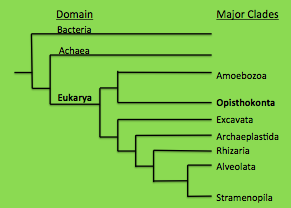Phylogenetic tree displaying where Metrius contractus fits into the largest groupings of life, domain and major clade. Image created by Sarah Lloyd. Information was obtained from lectures of  Dr. Perez (2013).