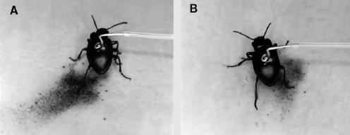 Metrius contractus on indicator paper displays the ability to aim its jets. Image published by Eisner et al. (2000).