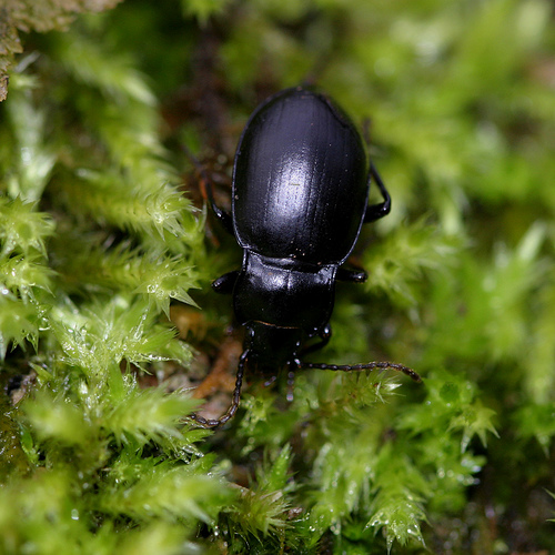 Metrius contractus in its adult form.  Image taken by and permission to use from Mark Leppin.