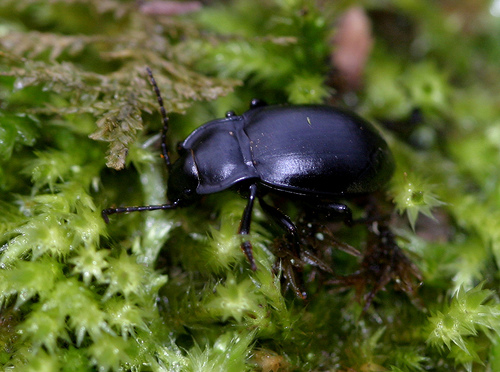 Metrius contractus in temperate grassland climate.  This beetle needs an area with a high amount of moisture.  Image taken by and permission to use from Mark Leppin.