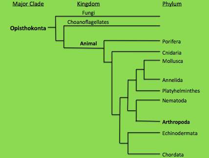 Phylogenetic tree displaying where Metrius contractus fits into the immense diversity of life. Image created by Sarah Lloyd. Information was obtained from lectures of  Dr. Perez (2013).