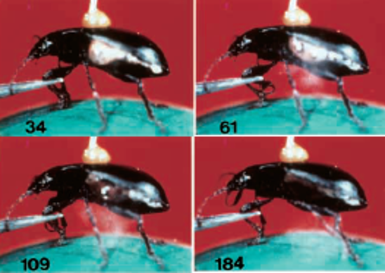 Series of images capturing just how fast Metrius contractus can react and shoot. Numbers in lower left corners are time in milliseconds after the beetle was irritated. Image published by Eisner et al. (2000).