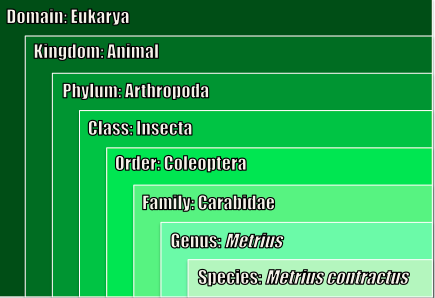 Phylogenetic classification of Metrius contractus. Click for further details in the tree of life! Image created by Sarah Lloyd (2013). Information collected from The Bug Guide (2013) and Tree of Life (2009).