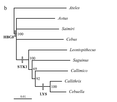 Monkey Classification Chart