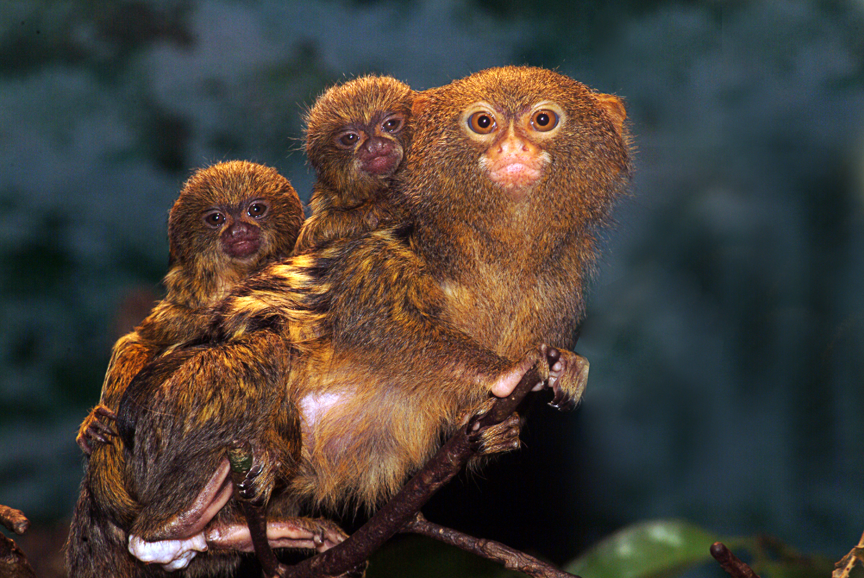 Pygmy marmoset with babies