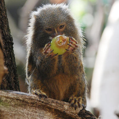 Pygmy marmoset with grape