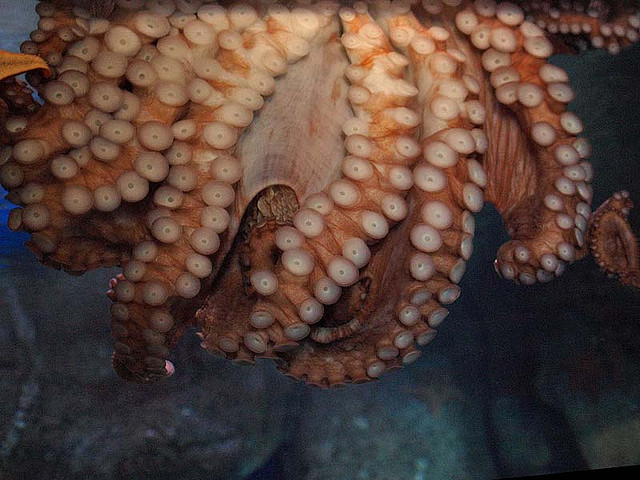 Suckers of an octopus