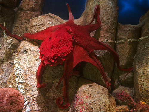 Giant Red Octopus