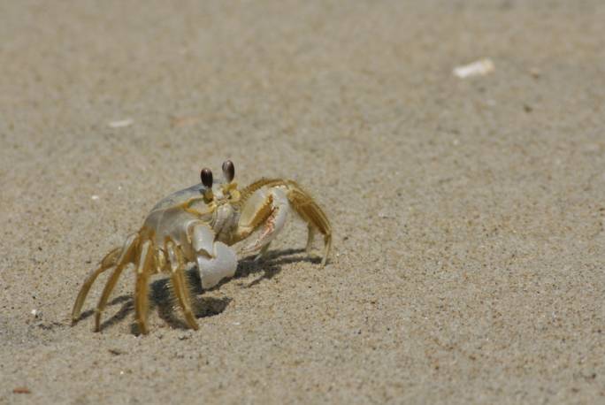 Predator of Odontosyllis phosphorea, crabs.