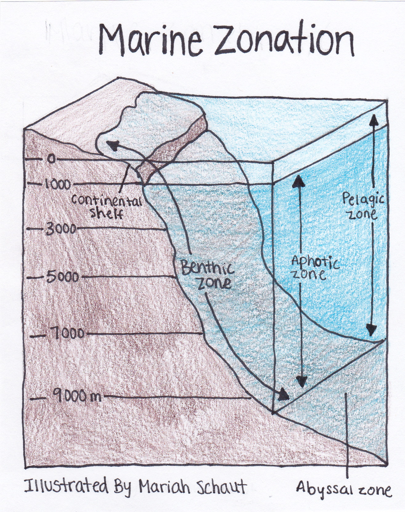 Marine Zonation. Illustrated by Mariah Schaut 12/07/13.