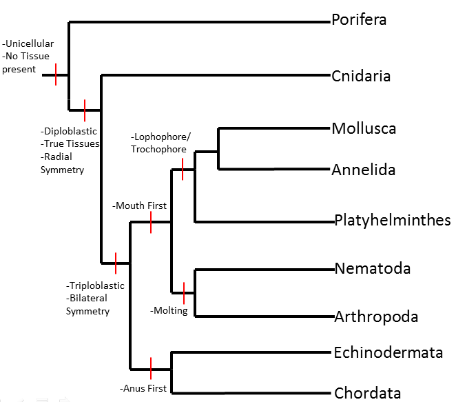 Phylogenetic tree distinguishing characteristics between the phylum within the animal kingdom.