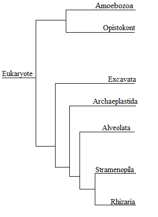 Phylogenetic tree showing the deviation of major clades within the eukaryote domain.