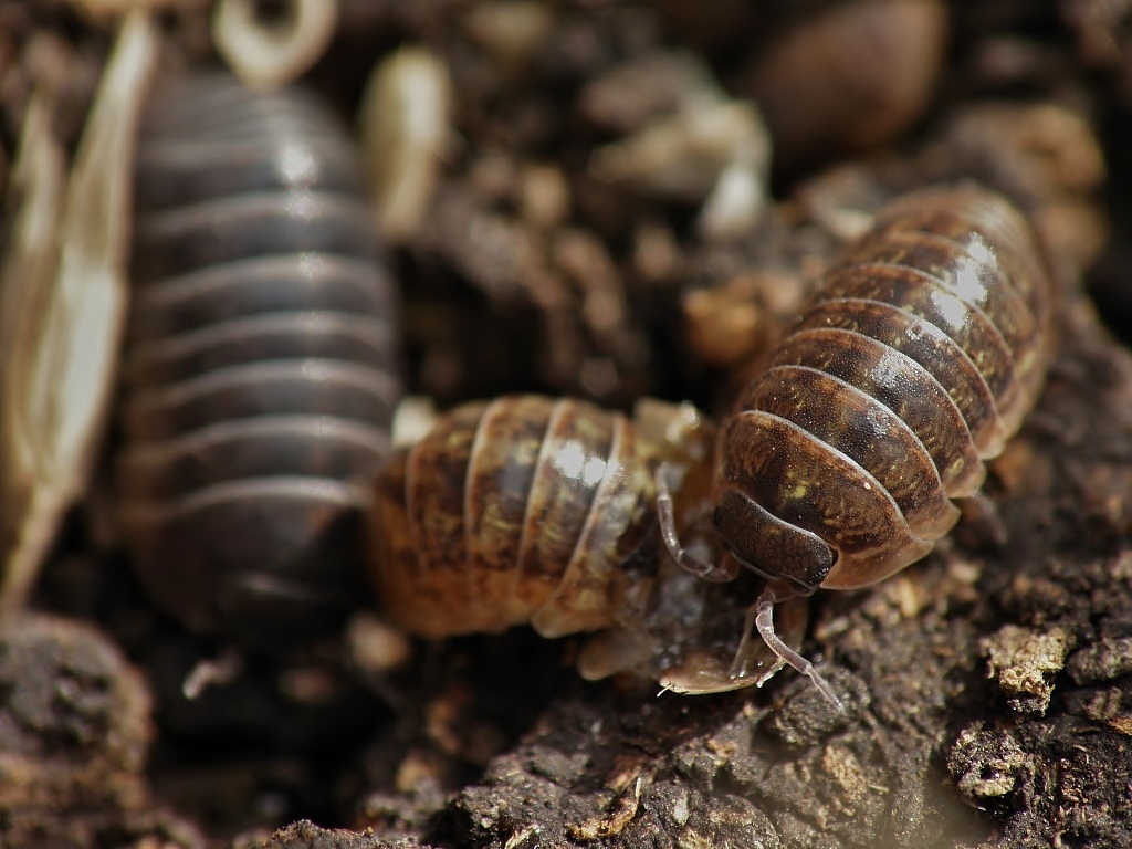 Armadillidium vulgare consuming one of their own. Photo by Carlos M. Mancilla C. courtesy of Flickr. Used with permission. 
