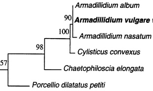 Phylogenetic tree of isopod Wolbochia strains.  From the article "Evidence for a new feminizing Wolbachia strain in the isopod Armadillidium vulgare: evolutionary implications" (Cordaux 2004)