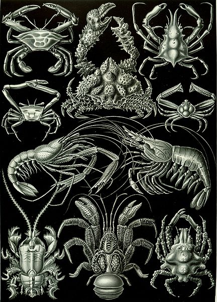 Crustaceans. Drawing from Kunstformen der Natur (1904), plate 86: Decapoda. Accessed via WikiMedia Commons{PD-US}