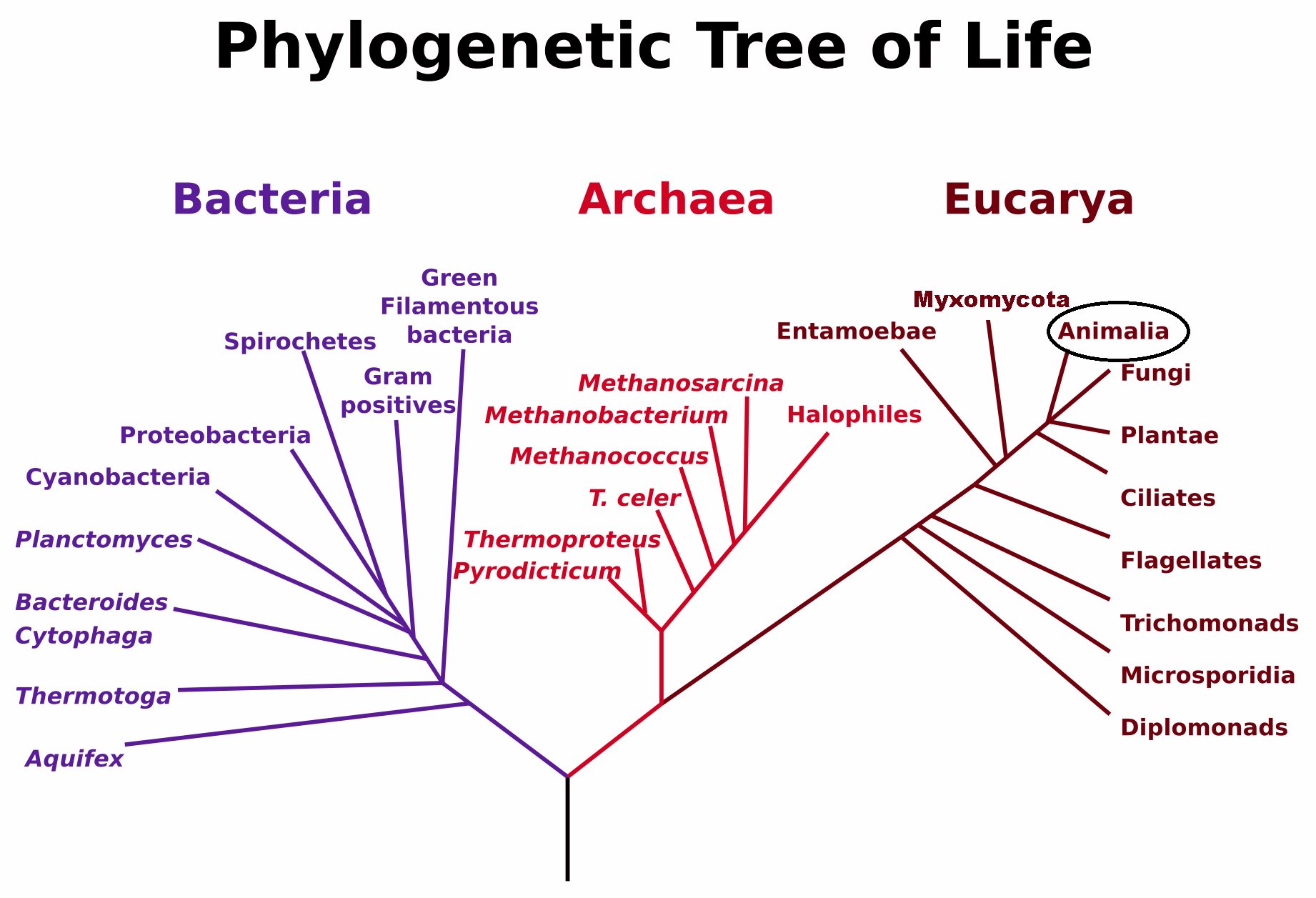 Phylogenetic Tree image courtesy of WikiMedia Commons