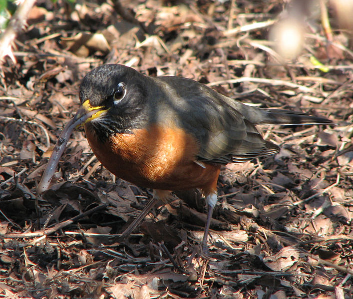 Male American robin with a worm.  Photo by Ryan Rushby courtesy of WikiMedia Commons. [ Creative Commons Attribution 2.5 Generic]