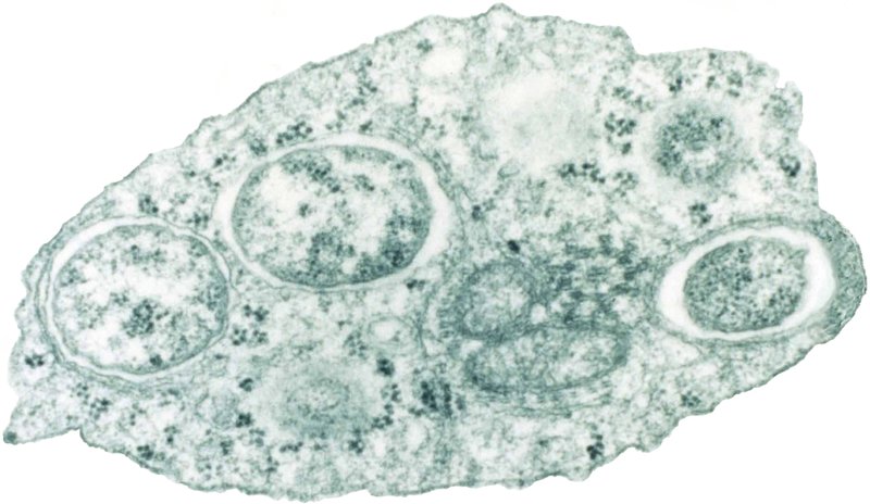  Transmission electron micrograph of Wolbachia within an insect cell. Photo by Scott O'Neill [Genome Sequence of the Intracellular Bacterium Wolbachia. PLoS Biol 2/3/2004: e76. doi:10.1371/journal.pbio.0020076]