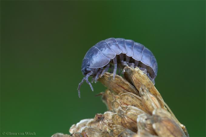 Blue Armadillidium vulgare.  Photo taken by Glenn van Windt, found via Flickr.  Used with permission.