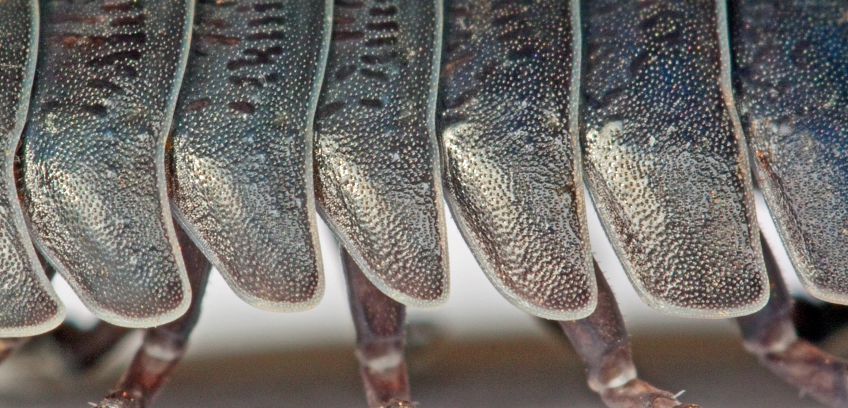 Close of up the armour plating on an Armadillidium vulgare. Photo taken by Dr. Steven Murray, used with permission