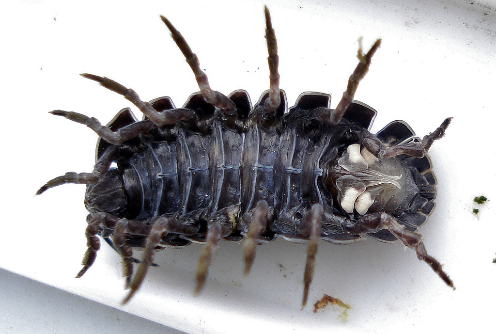 An Armadillidium vulgare on its back with its abdomen exposed. Photo taken by Mick E. Talbot, used with permission.