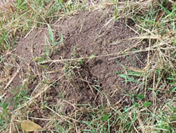 RIFA nest in grass courtesy of Queensland Government and SARE and Texas A & M University