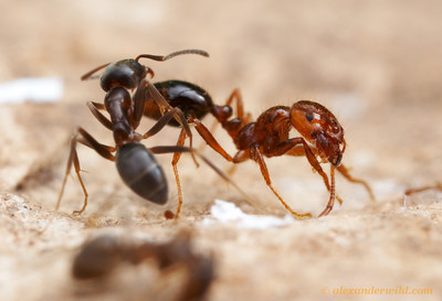 RIFA and another ant species competing, photo credit to Alexander Wild http://www.alexanderwild.com/Ants/Taxonomic-List-of-Ant-Genera/Solenopsis/