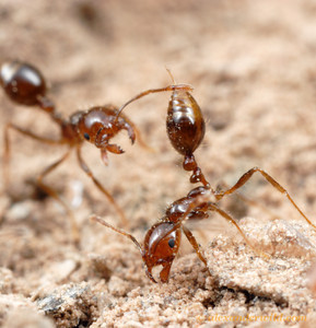 RIFA Defense Posture, photo credit to Alexander Wild http://www.alexanderwild.com/Ants/Taxonomic-List-of-Ant-Genera/Solenopsis/