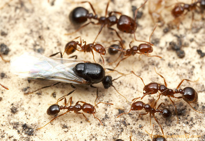 RIFA male with workers, photo credit to Alexander Wild