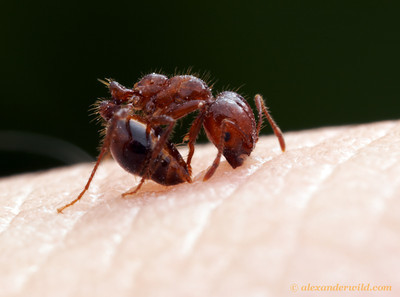 Red Imported Fire Ant stinging a human, photo credit to Alexander Wild
