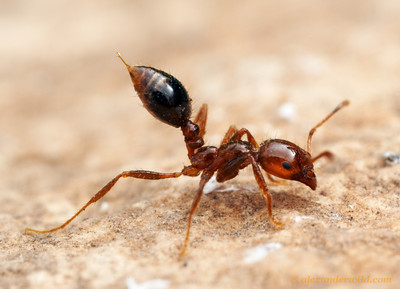 RIFA with prominent stinger, photo credit to Alexander Wild http://www.alexanderwild.com/Ants/Taxonomic-List-of-Ant-Genera/Solenopsis/