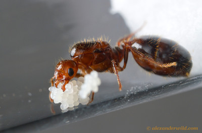 Red Imported Fire Ant queen and brood, photo credit to Alexander Wild http://www.alexanderwild.com/Ants/Taxonomic-List-of-Ant-Genera/Solenopsis/