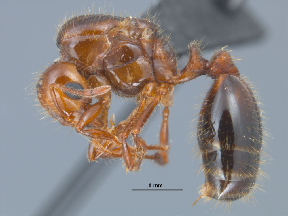 Red Imported Fire Ant queen side view, photo credit to Joe MacGown, Mississippi Entomological Museum http://mississippientomologicalmuseum.org.msstate.edu/Researchtaxapages/Formicidaepages/genericpages/Solenopsis.invicta.htm