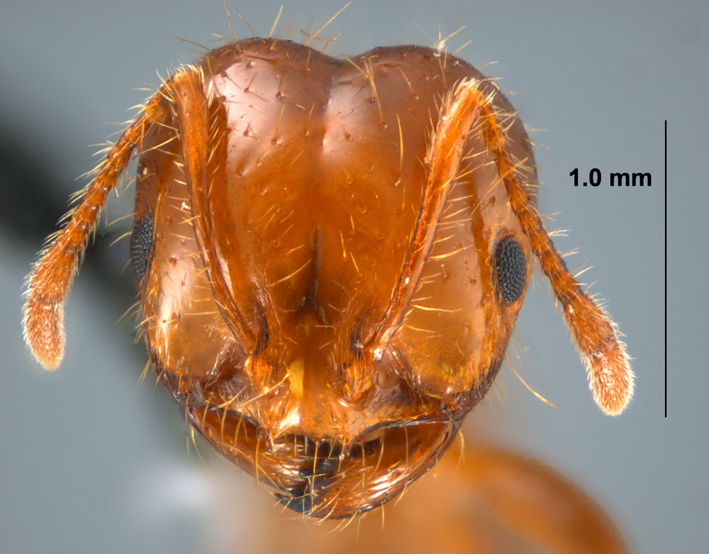 RIFA worker head with antennae, photo credit to Joe MacGown, Mississippi Entomological Museum http://mississippientomologicalmuseum.org.msstate.edu/Researchtaxapages/Formicidaepages/genericpages/Solenopsis.invicta.htm