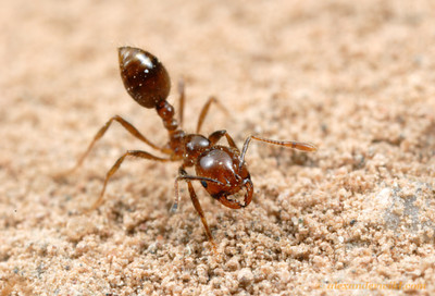 Front View of RIFA, photo credit to Alexander Wild http://www.alexanderwild.com/Ants/Taxonomic-List-of-Ant-Genera/Solenopsis/