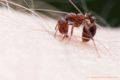 Arm being stung by a Red Imported Fire Ant, photo by Alexander Wild http://www.alexanderwild.com/Ants/Taxonomic-List-of-Ant-Genera/Solenopsis/