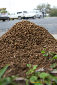 RIFA mound, photo credit to Alexander Wild http://www.alexanderwild.com/Ants/Taxonomic-List-of-Ant-Genera/Solenopsis/