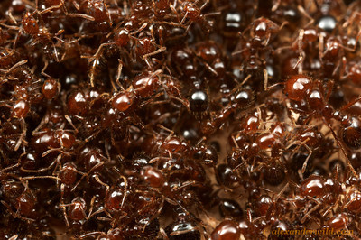 Large RIFA Colony, photo credit to Alexander Wild http://www.alexanderwild.com/Ants/Taxonomic-List-of-Ant-Genera/Solenopsis/