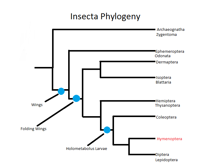 Insecta Phylogeny