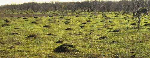 Red Imported Fire Ant mounds courtesy of the United State Department of Agriculture http://www.ars.usda.gov/sites/fireants/Imported.htm