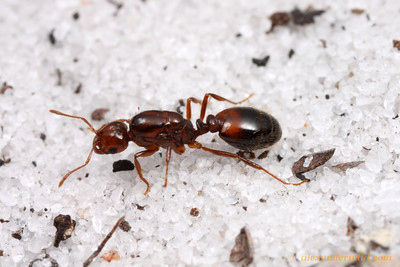 RIFA queen looking for a place to nest, photo credit to Alexander Wild http://www.alexanderwild.com/Ants/Taxonomic-List-of-Ant-Genera/Solenopsis/