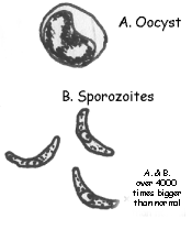Oocyt and sporozoites of C. Parvum published by Margaret Davidson (2003).