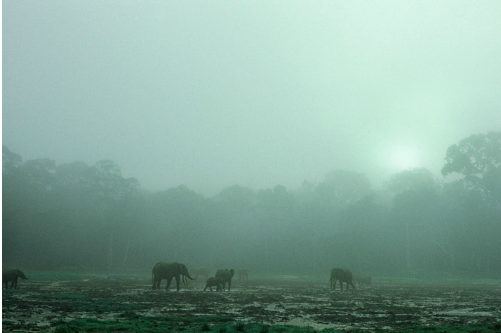 http://ngm.nationalgeographic.com/2008/09/forest-elephants/forest-elephants-photography
