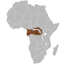 http://en.wikipedia.org/wiki/African_forest_elephant