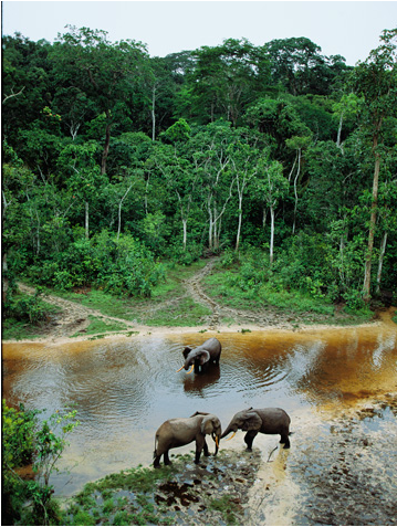 http://ngm.nationalgeographic.com/2008/09/forest-elephants/forest-elephants-photography
