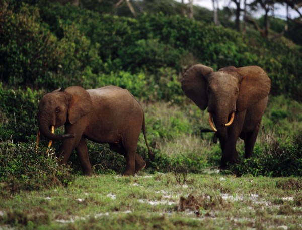 http://newswatch.nationalgeographic.com/files/2013/02/Forest-elephants-in-Gabon.jpg