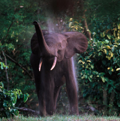 http://newswatch.nationalgeographic.com/files/2013/02/Forest-elephant-picture-by-Michael-NicholsNGS.jpg