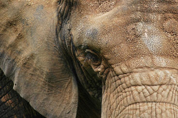 African forest elephant Close-up